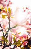 phone wallpaper, magnolia, splendor-4423686.jpg